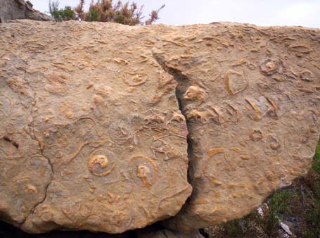 fosiles de turritella en las calizas del buseo